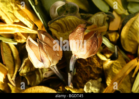Natürlichen orientalischen Trockenblumen in gelb, goldene und orange Farben Stockfoto