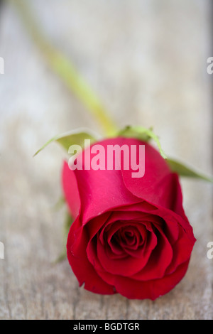 Rote rose über alte Alter Teak Holz, romantischen Frühling Liebe Metapher Stockfoto