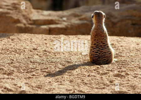 Madagaskar Suricata auf eine goldene orange Ton-Landschaft Stockfoto