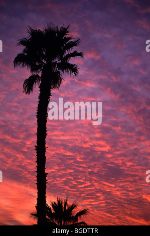 Palme, die Silhouette gegen einen dramatischen Sonnenuntergang Altocumulus-Wolken Indio California USA Stockfoto