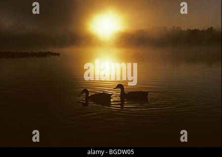 Silhouette Enten am See bei Sonnenaufgang mit Nebel See Cassidy östlich von Marysville Snohomish County Washington State USA Stockfoto