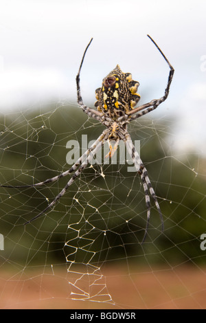 Garten Radnetz Spinne im web Stockfoto