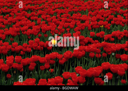 Reihen von roten Tulpen mit eine gelbe Tulpe im Skagit County in der Nähe von Mount Vernon Washington State Stockfoto