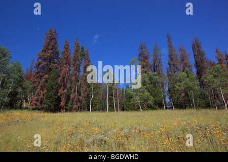 Colorado Wald zeigt Lodgepole Kiefern von der Mountain Pine Beetle getötet Stockfoto