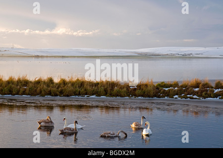 Höckerschwäne auf teilweise gefrorenen Loch von Stenness auf Mainland Orkney SCO 5706 Stockfoto