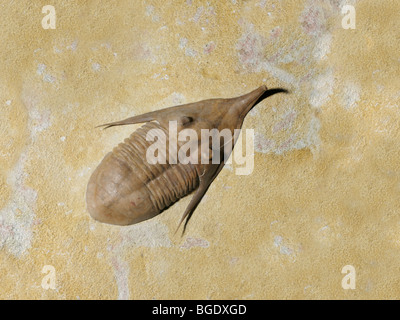 Trilobiten, Megistaspidella Isvositea, aus der Mitte Ordovician Periode des paläozoischen Zeitalters Stockfoto