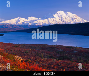 Denali (Mount McKinley) in Denali National Park with bright fall colors and Wonder Lake with blue sky. Stockfoto