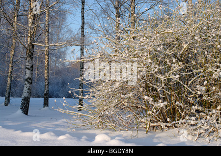 Winterlandschaft in Estland in der Nähe von Tartu baltischen Staaten EU Stockfoto