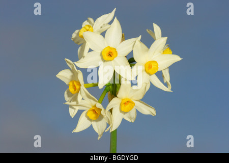 Bunchflower Narzisse oder chinesische Heilige Lilie, Narcissus Tazetta. Blumen-Nahaufnahme Stockfoto