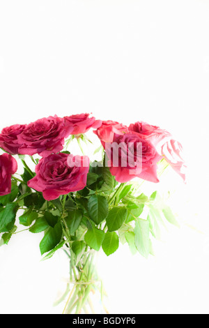 Bouquet von rosa Rosen in Vase vor beleuchteten weißen Hintergrund. Isoliert. Kopieren Sie Raum. Soft-Fokus. Farbe. Stockfoto