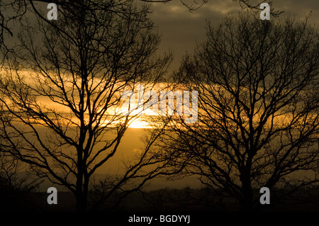 Die Sonne Einstellung über Ashdown Forest East Sussex England erfüllten Bäume Stockfoto