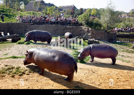 Nilpferd in das Freigehege der Zoom Erlebniswelt in Gelsenkirchen, NRW, Deutschland, Europa. Stockfoto