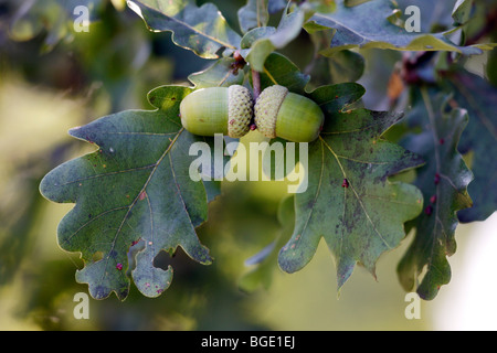 wachsende Eicheln auf einen Baum, Eiche, Deutschland. Stockfoto