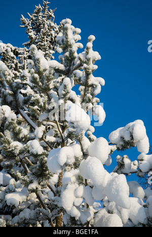 Kiefer-Äste unter dem weißen flauschigen Schnee auf blauen Himmelshintergrund Stockfoto