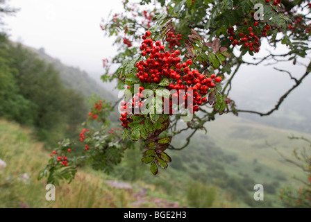 Vogelbeere, Sorbus aucuparia Stockfoto