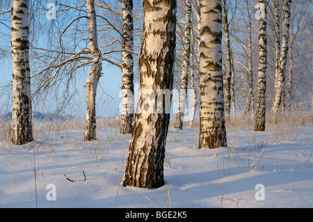 Winterlandschaft in Estland in der Nähe von Tartu baltischen Staaten EU Stockfoto