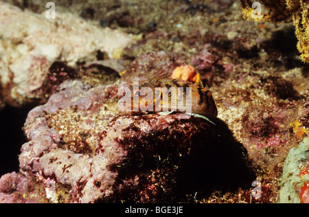 Blenny. Cheekspot Labrisomid. Marine Unterwasserwelt der Galapagos-Inseln. Ecuador Stockfoto