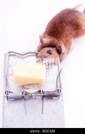 Eine tote Maus nach gefangen in einer Mausefalle auf weißem Hintergrund Stockfoto