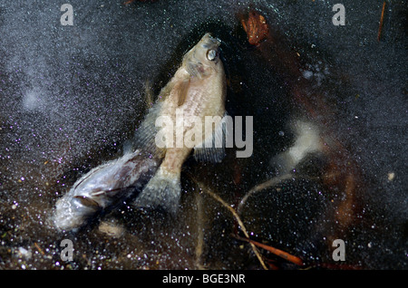 Tote Fische im Teich Stockfoto, Bild 31393441 Alamy