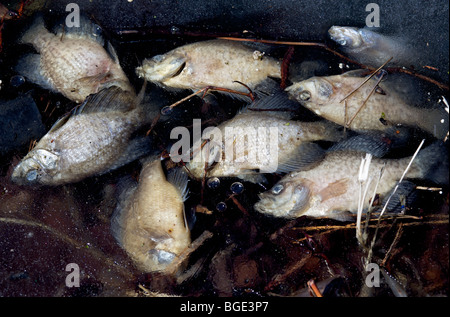 Tote Fische im Teich Stockfoto, Bild 31393441 Alamy