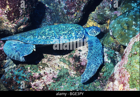 Grüne Meeresschildkröte. Chelonia Mydas. Unterwasser des Cousins Rock, Galapagos Ecuador. Erstaunliche Unterwasserwelt Unterwasserwelt der Galapagos Stockfoto