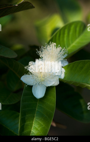 Psidium Guajava. Gemeinsame Guave Blumen auf einem Baum in Indien Stockfoto