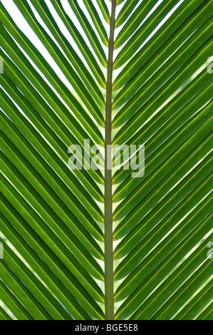 Cocos Nucifera. Kokos-Baum-Blätter-Muster Stockfoto, Bild: 14629920 - Alamy