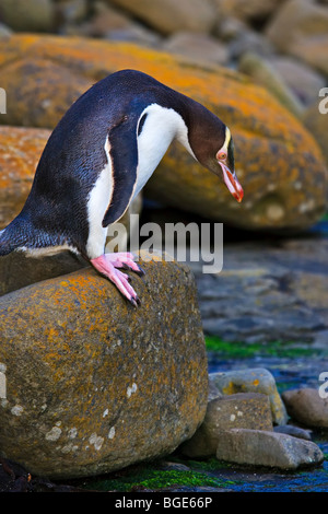 Yellow Eyed Penguin, Megadyptes Antipodes in der Catlins Forest an den versteinerten Wald bei Porpoise Bay und Curio Bay, Southland Stockfoto