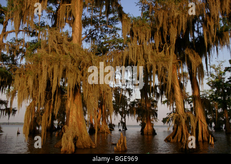 Zypressen in den Bayou Lake Fausse Pointe State Park, Louisiana, USA Stockfoto