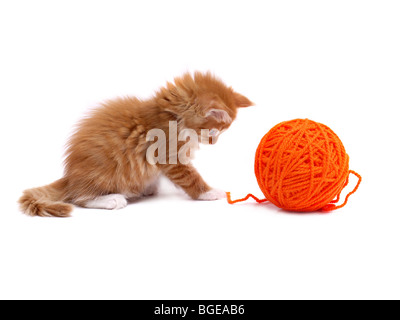 Kätzchen spielen mit orange Kugel aus Wolle auf weißem Hintergrund erschossen Stockfoto