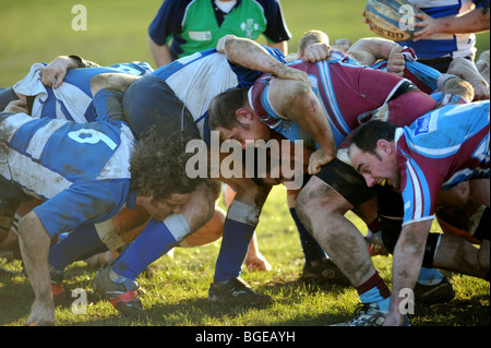 Rugby-Spieler von Hove tragen weinrot und blauen Hemden und Lewes tragen Blau in Aktion während des Spiels Stockfoto