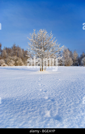 Winterlandschaft in Estland in der Nähe von Tartu baltischen Staaten EU Stockfoto