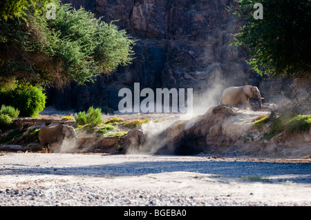 "Wüste angepasst" Elefanten im Hoanib Flussbett, Namibia. Stockfoto