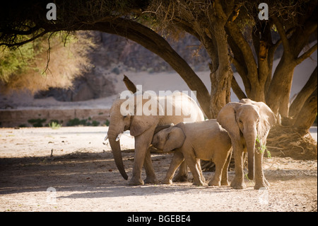 "Wüste angepasst" Elefanten im Hoanib Flussbett, Namibia. Stockfoto