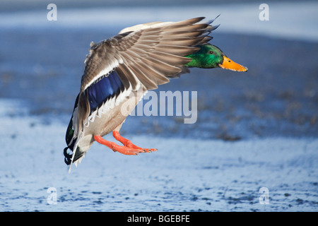 Eine männliche Stockente oder eine Drake (Anas Platyrhynchos) im Flug Stockfoto