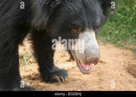 Eine Faultiere (Melursus Ursinus) im Bannerghatta Nationalpark in Karnataka, Indien. Stockfoto