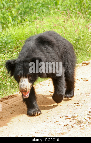 Eine Faultiere (Melursus Ursinus) Spaziergänge entlang einer Strecke im Bannerghatta Nationalpark in Karnataka, Indien. Stockfoto