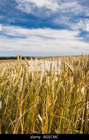 Pflanzen reif für die Ernte an der Küste von North Yorkshire. Stockfoto