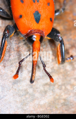 Kopf und Schnauze Nahaufnahme des Red Palm Weevil, Rhynchophorus Ferrugineus. Palm-Pest-Käfer Stockfoto