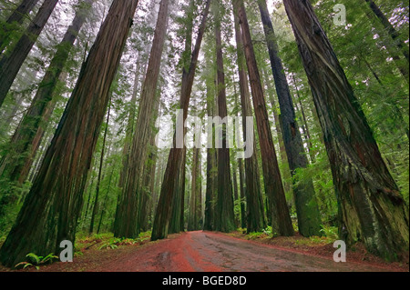Redwood Bäume, Humboldt Redwoods State Park, Avenue of Giants, beginnt Road, Kalifornien, USA, Nordamerika. Coast Redwoods, Stockfoto