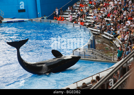 Großer Schwertwal führt im Seaworld in Orlando, Florida Stockfoto