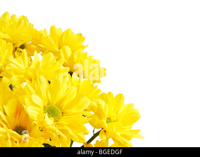 Eine Reihe von gelben Chrysanthemen isolierten Agianst einen weißen Hintergrund mit Textfreiraum Stockfoto