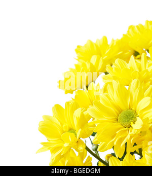 Eine Reihe von gelben Blüten isoliert auf einem weißen Hintergrund mit Textfreiraum Stockfoto