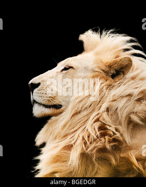 Lion vor schwarzem Hintergrund isoliert. Clipping-Pfad enthalten. Stockfoto