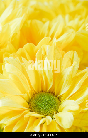 Gelbe Blume Closeup mit Exemplar Stockfoto