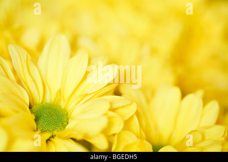 Gelben Blüten mit unscharfen Raum für Kopie, ideal für eine Blumenkarte Stockfoto