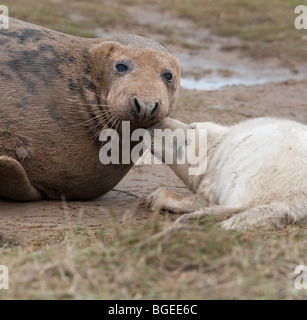 Verspielte junge Kegelrobben Pup schmiegt ihre Mütter Kinn, Donna Nook, Lincolnshire England UK Stockfoto