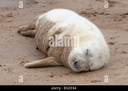 Eine junge grau versiegeln Welpe liegt schlafend am Strand, Donna Nook, Lincolnshire England UK Stockfoto