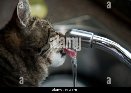 Kater Trinkwasser aus einer Küche Spüle Band Stockfoto