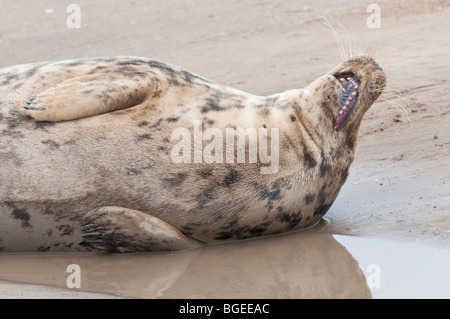 Eine gähnende Kegelrobben Kuh liegt an einem Sandstrand, Donna Nook, Lincolnshire England UK Stockfoto
